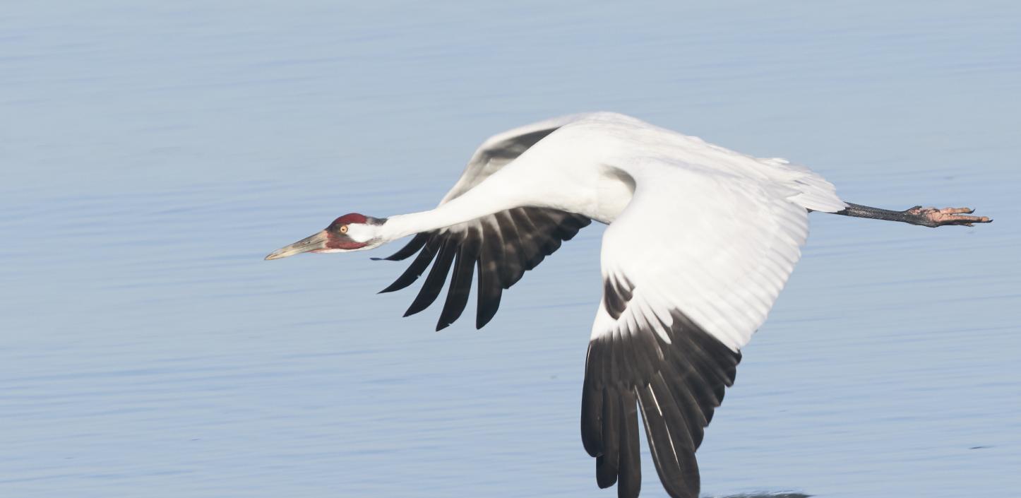 Whooping crane