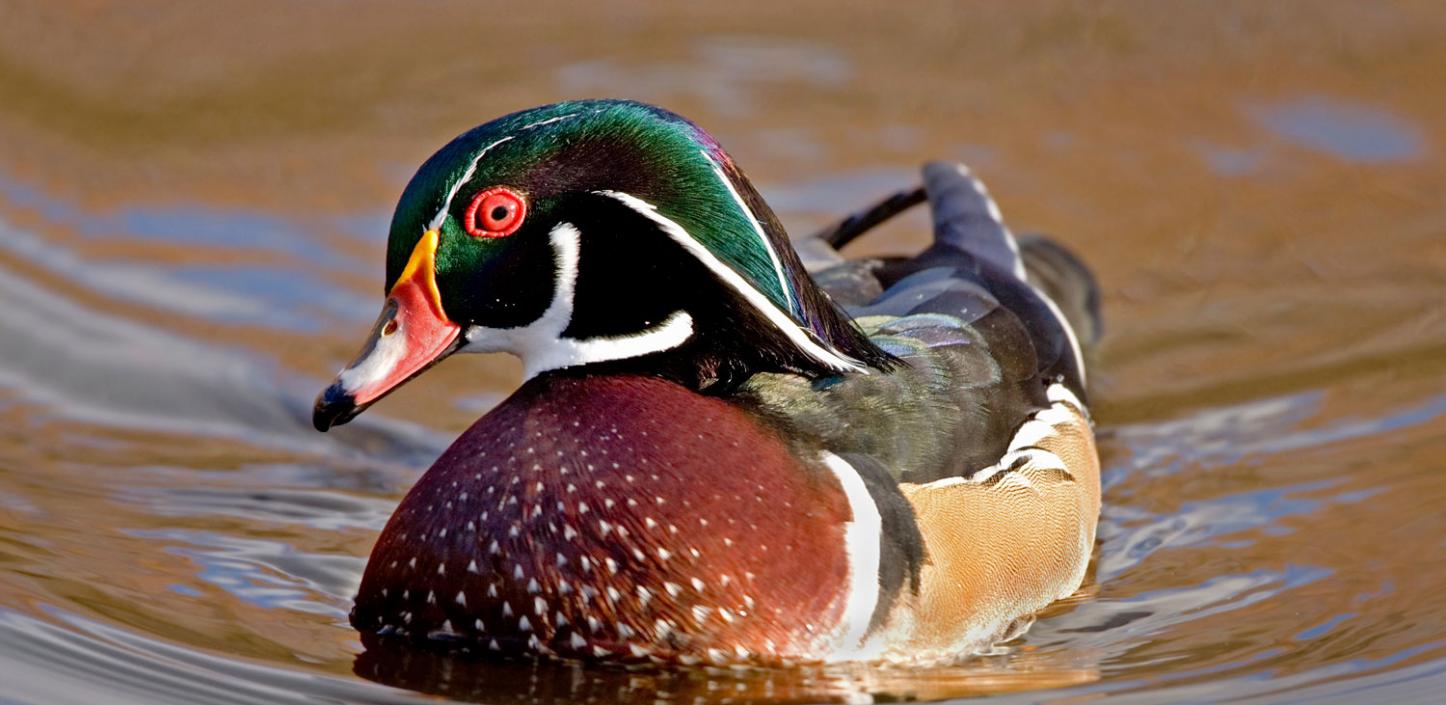 Wood duck