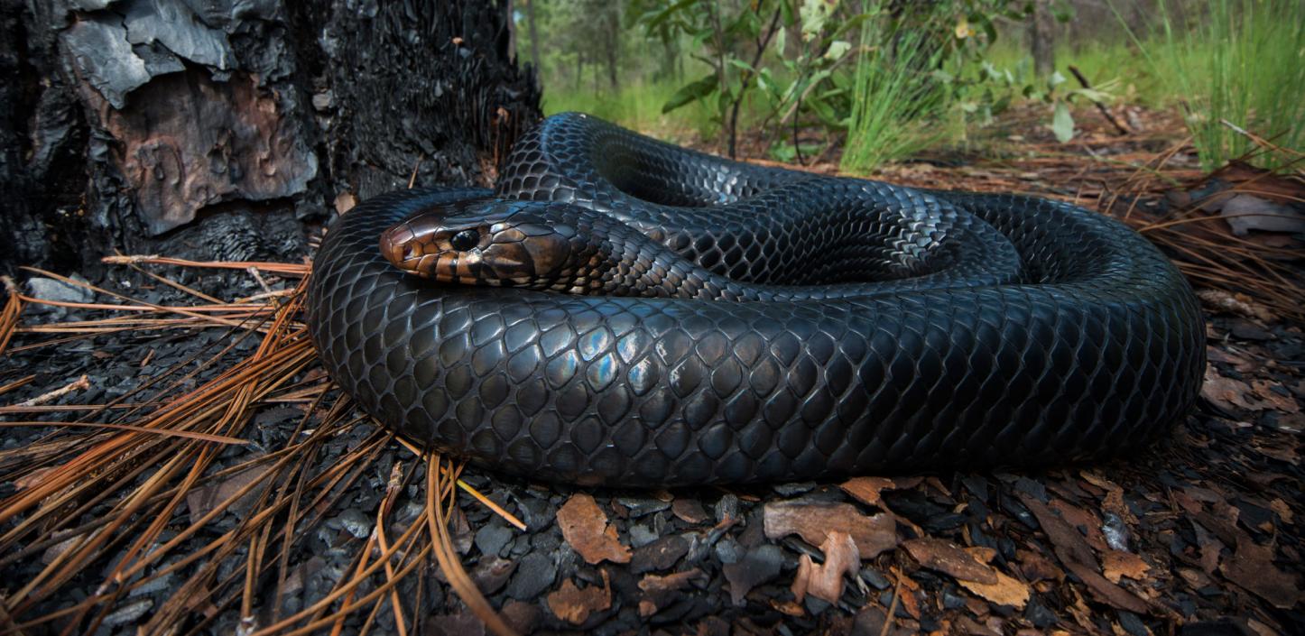 Eastern indigo snake