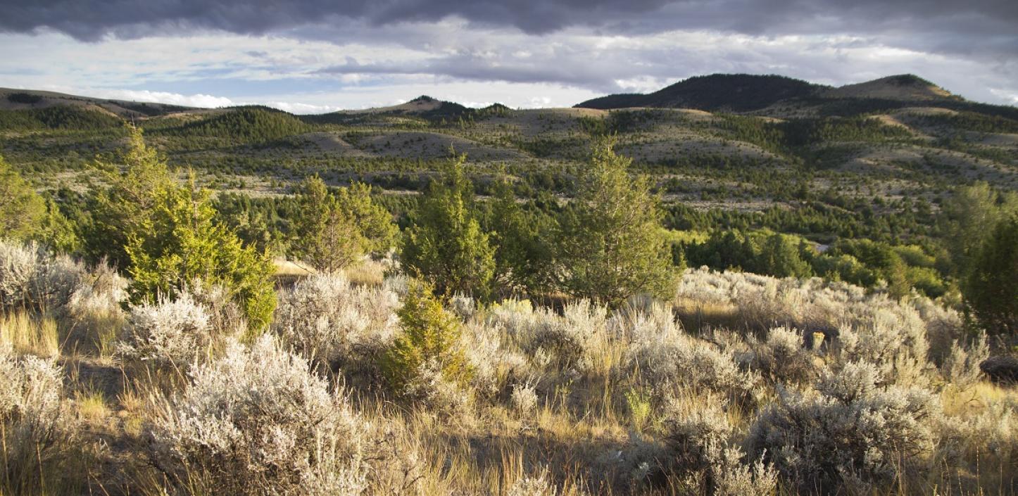 Invasive conifers encroach on sagebrush range | Credit: Jeremy R. Roberts, Conservation Media​