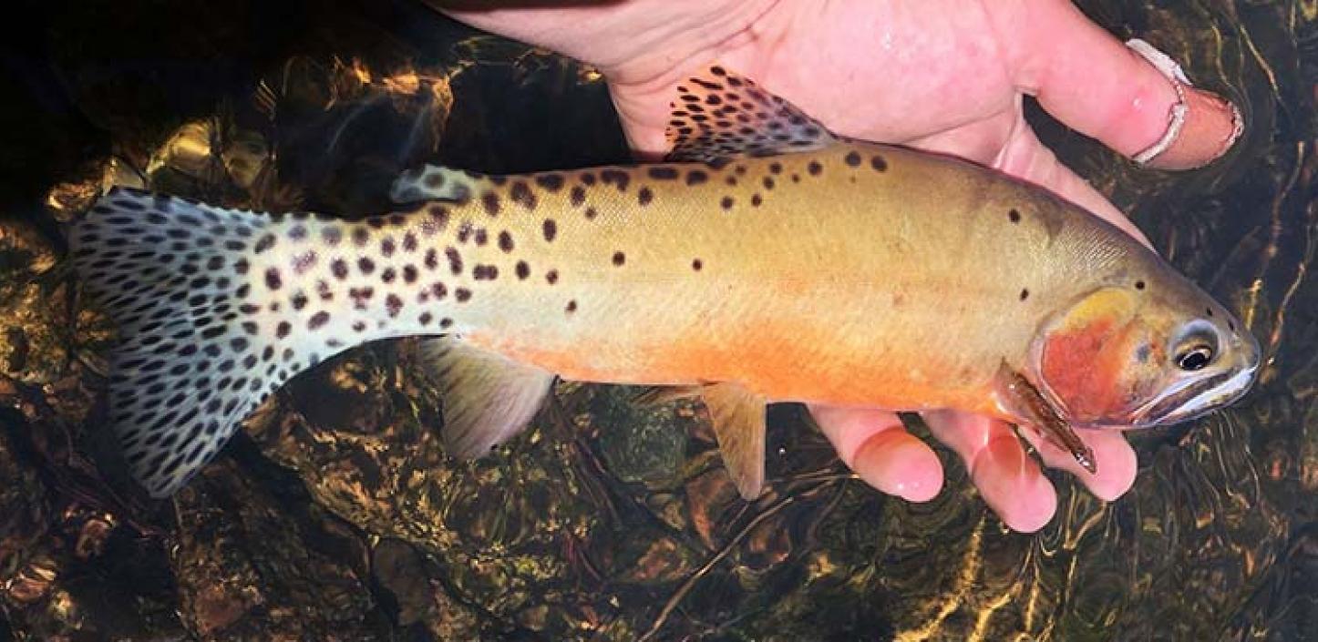 Rio Grande cutthroat trout, Credit: New Mexico Department of Game and Fish​