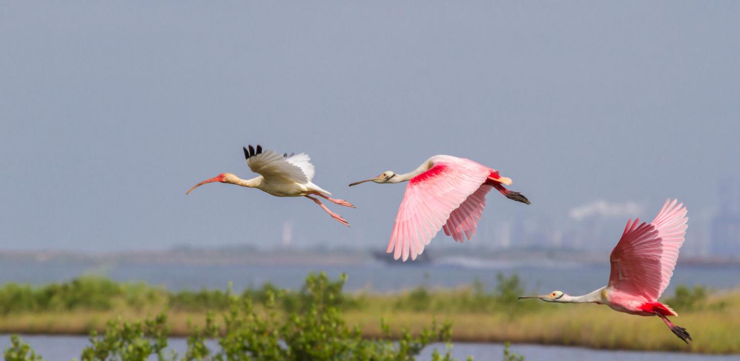 White ibis and roseate spoonbills ​