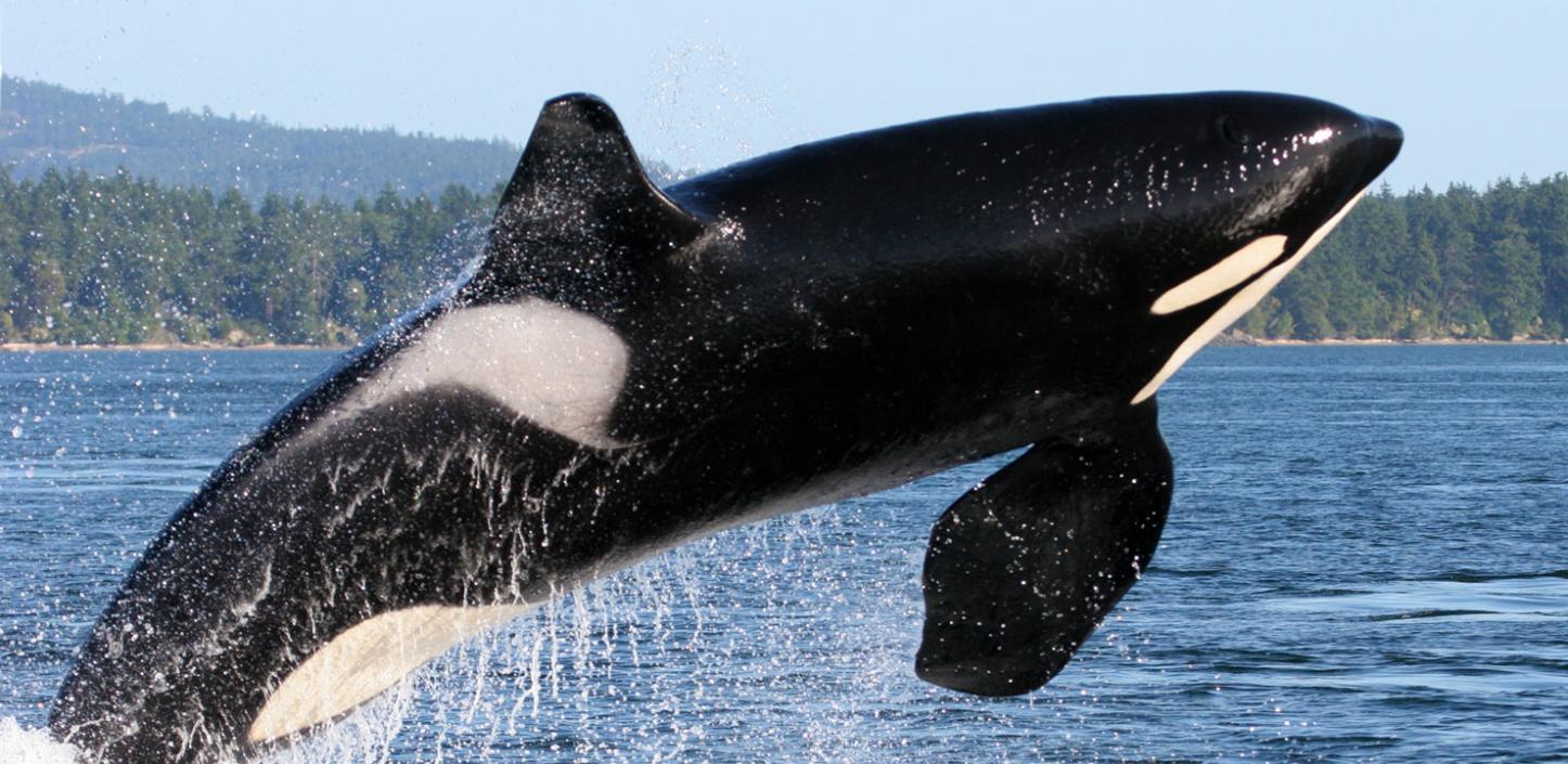 Killer whale