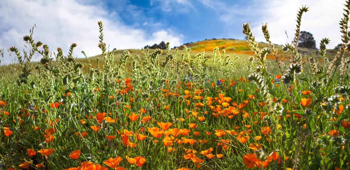 Los Padres National Forest