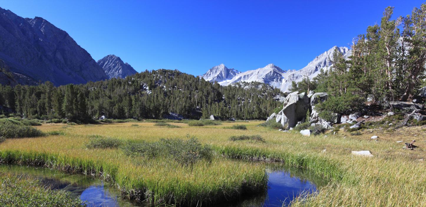  healthy wet meadow, one of 10,000 in California's Sierra Nevada