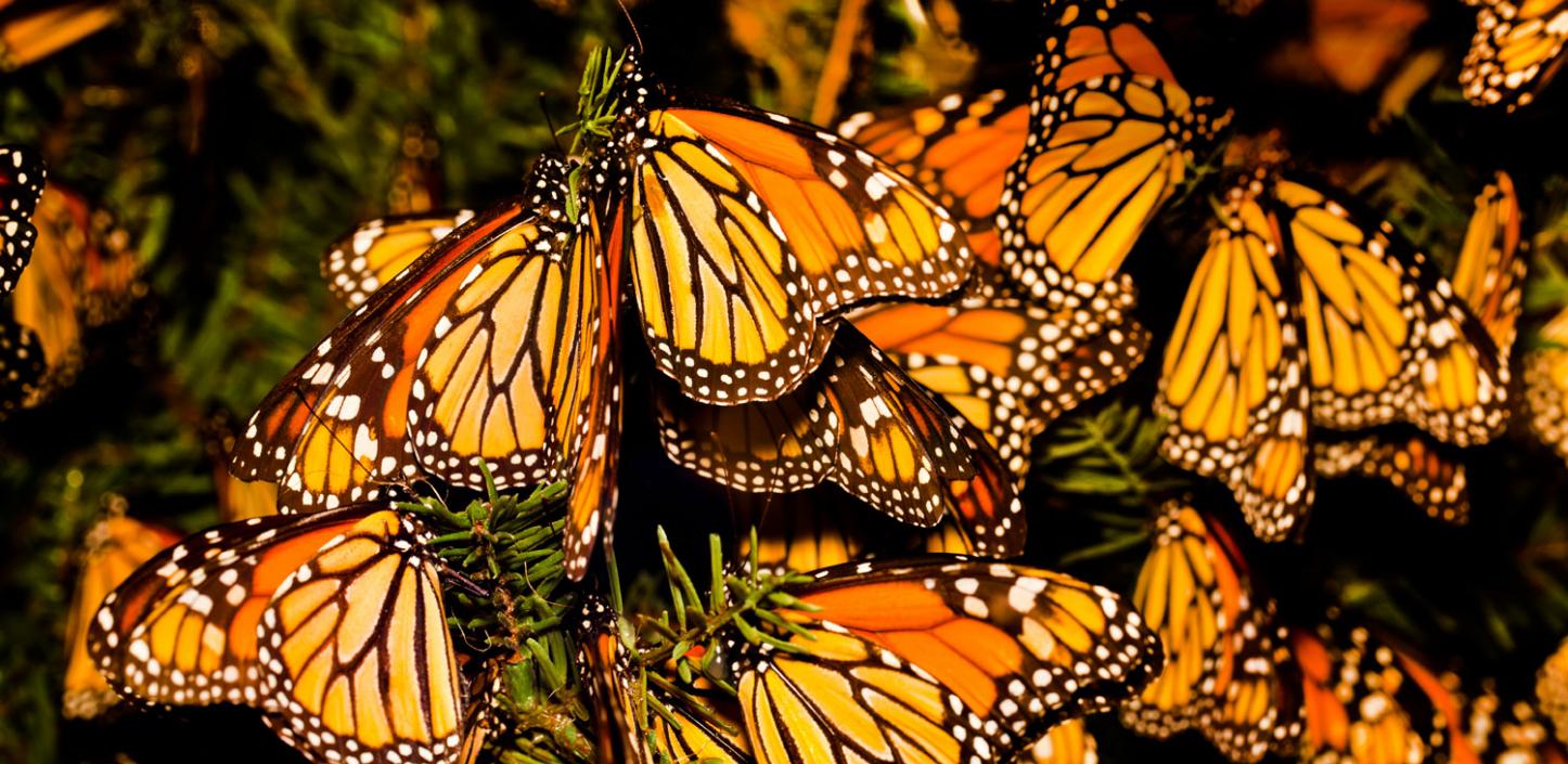 Monarch butterflies