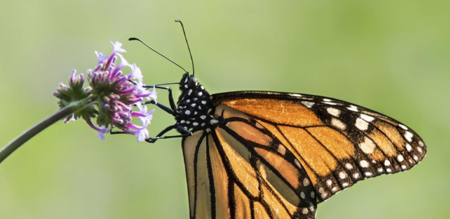 Video Monarch Butterfly and Pollinators Conservation Fund NFWF