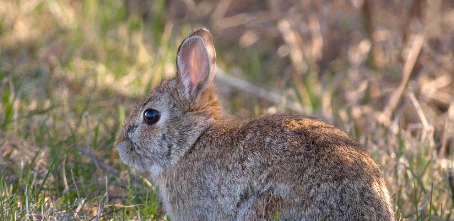 New England cottontail