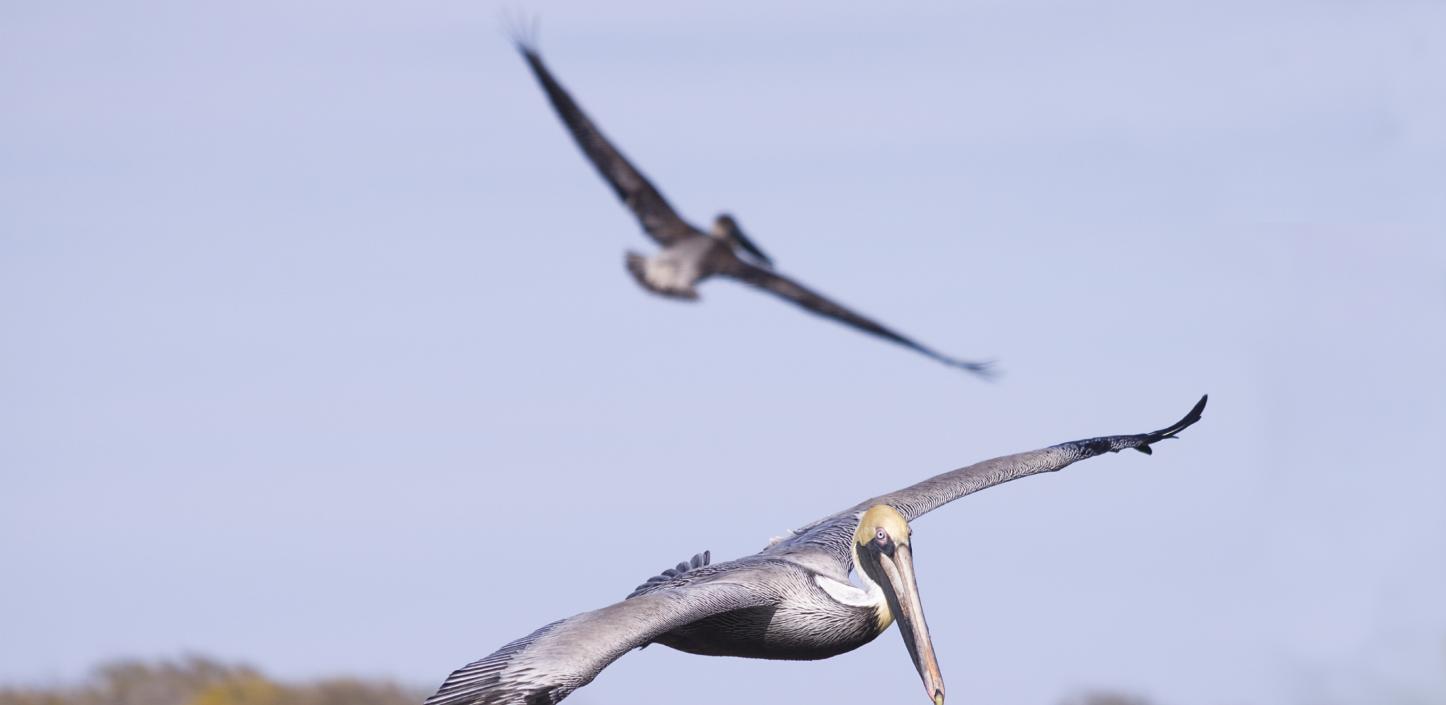 Brown pelicans