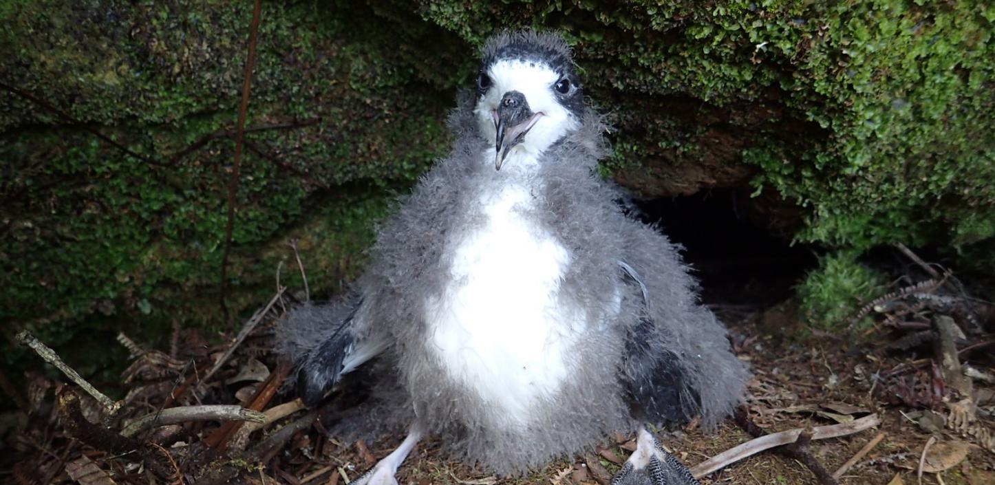 A Hawaiian petrel chicks translocated to an area protected by NFWF-funded fencing