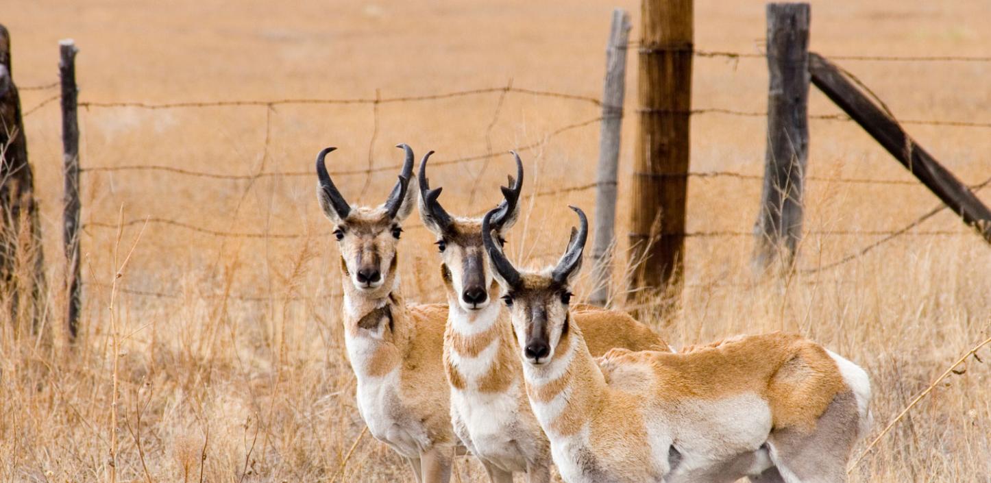 Pronghorn 