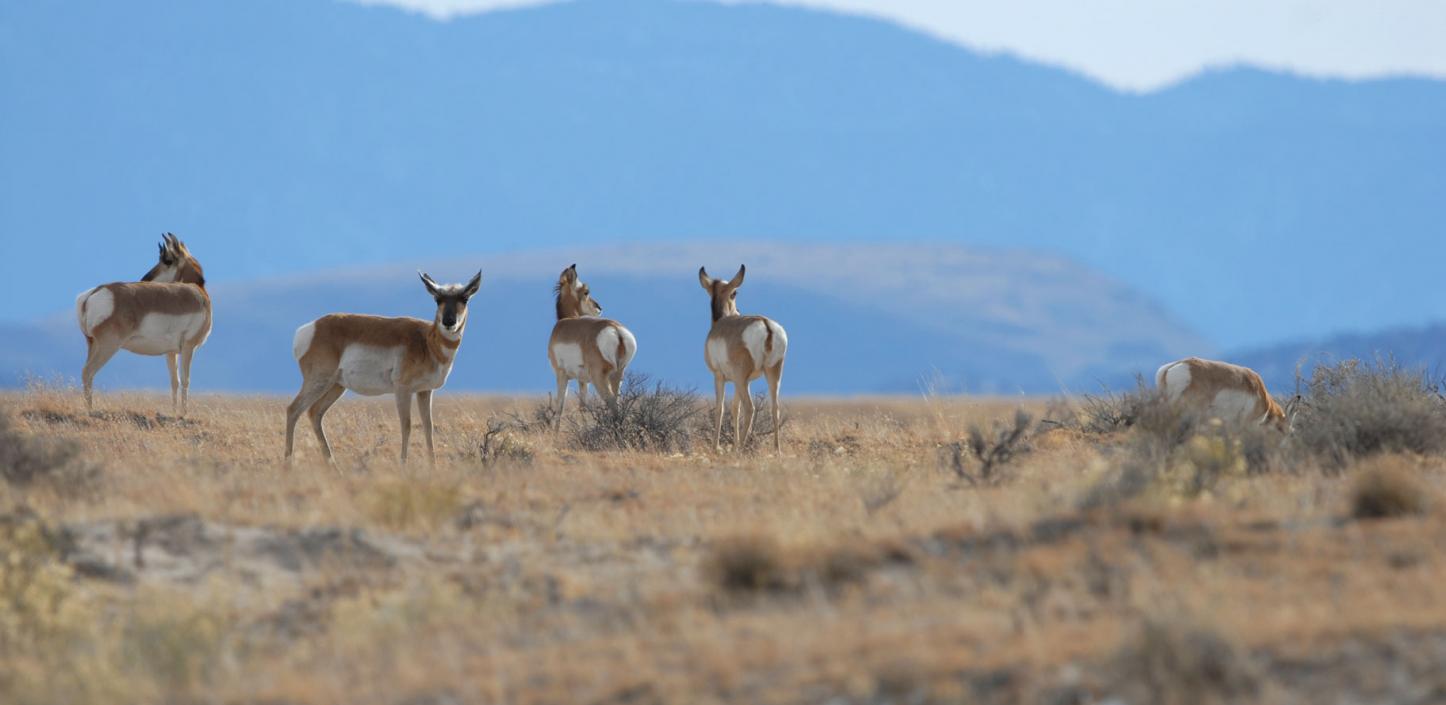 Pronghorn