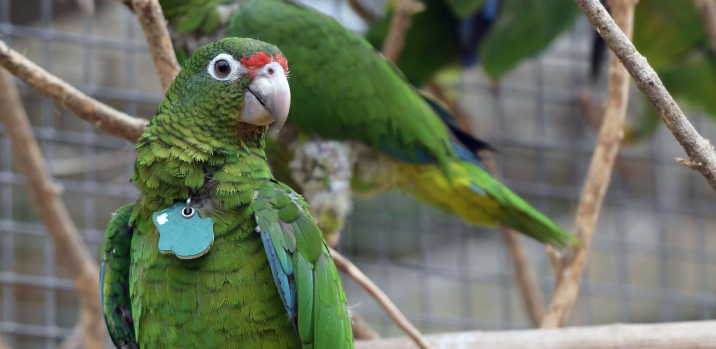 Puerto Rican parrot