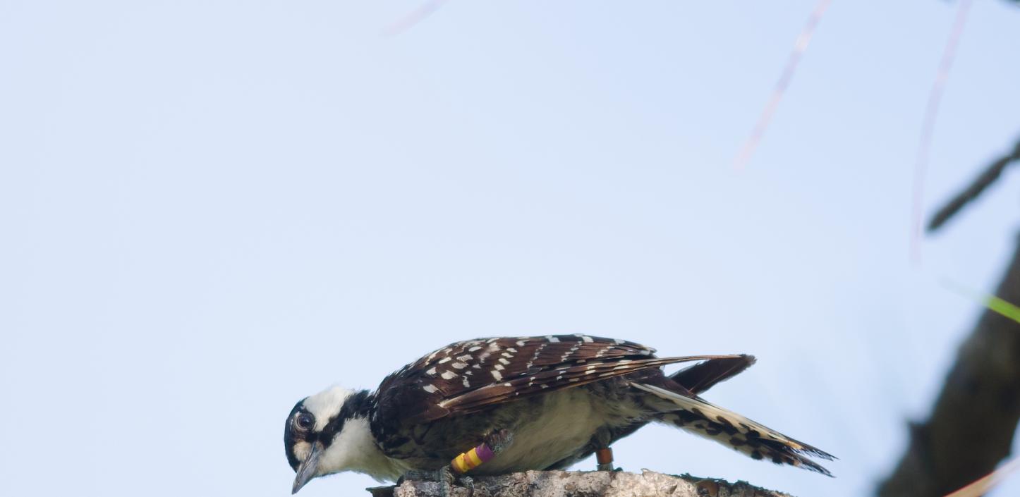 Red-cockaded woodpecker