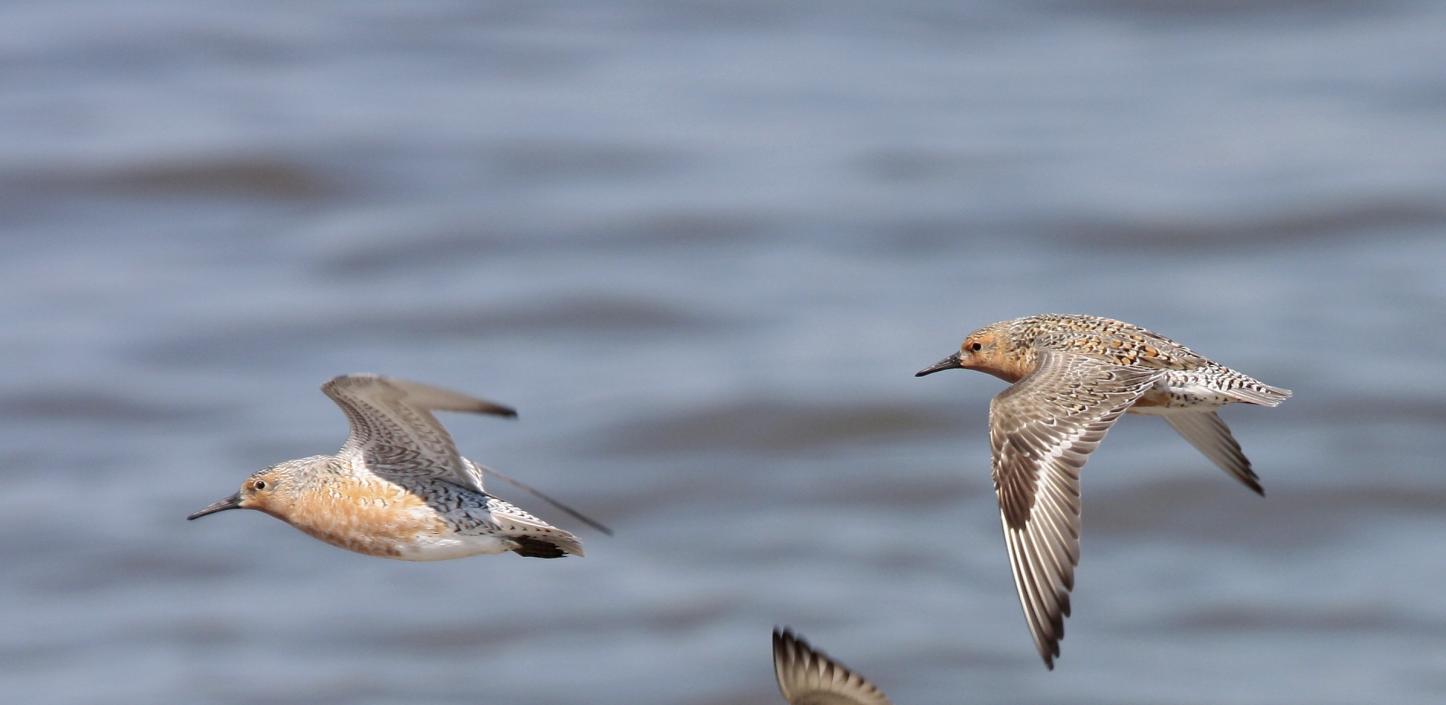 Red knots in flight