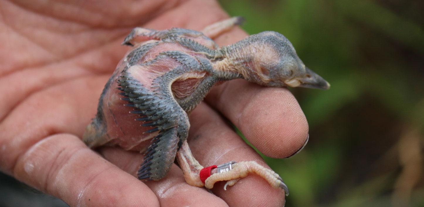 Red-cockaded woodpecker chick