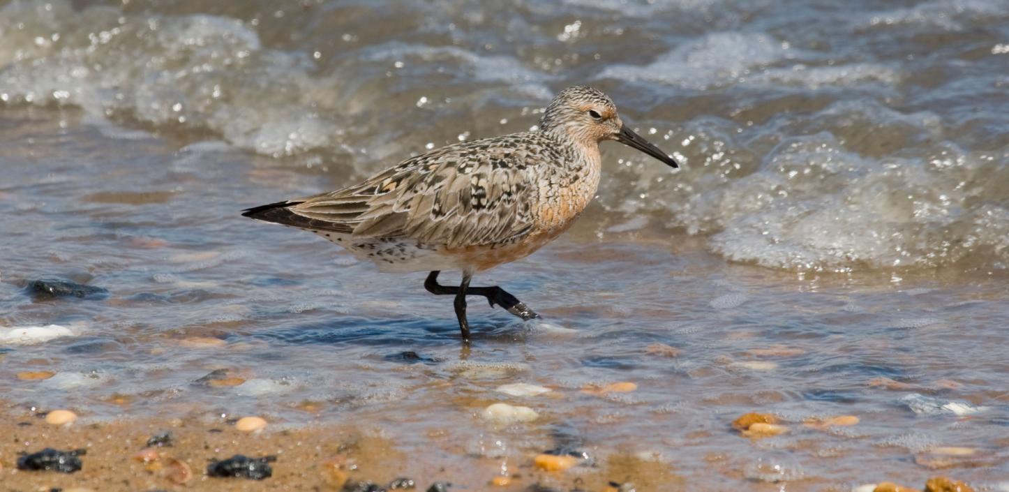 Red knot, Delaware Bay