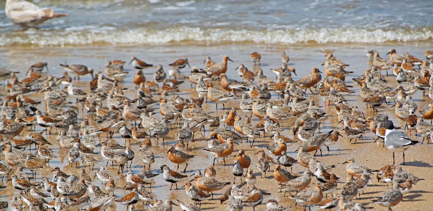 Red knots