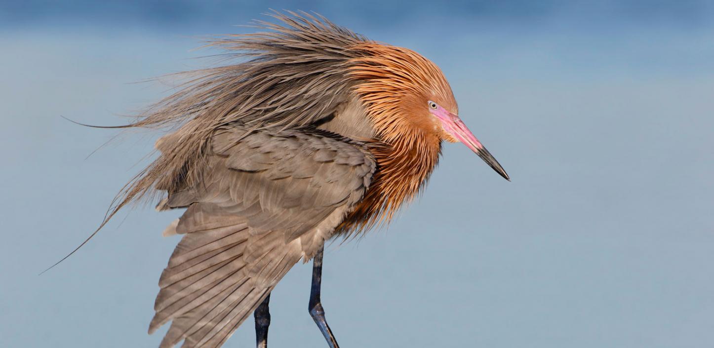 Reddish egret