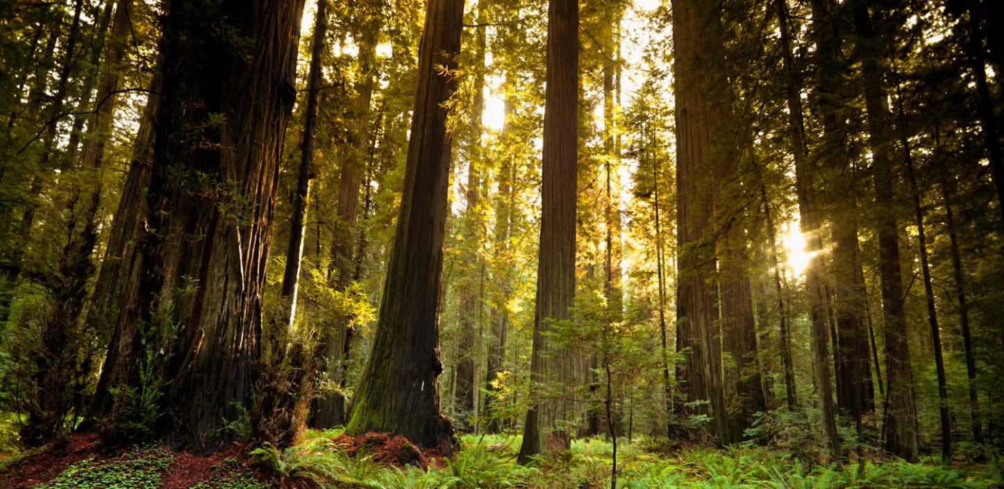 Redwood forest