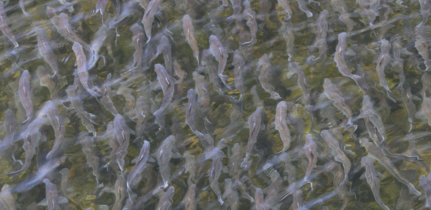 Amazing big nets catch hundreds of tons of herring on the modern