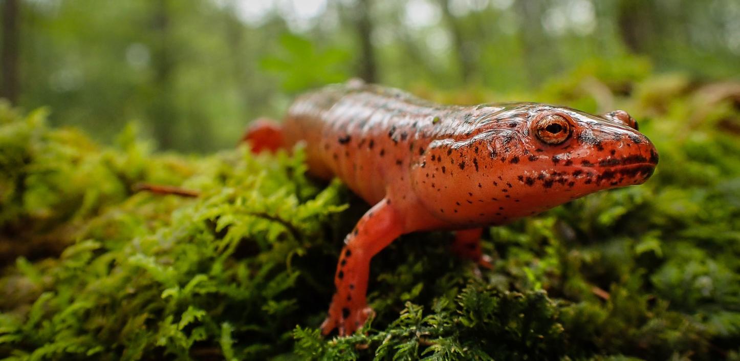 Red salamander
