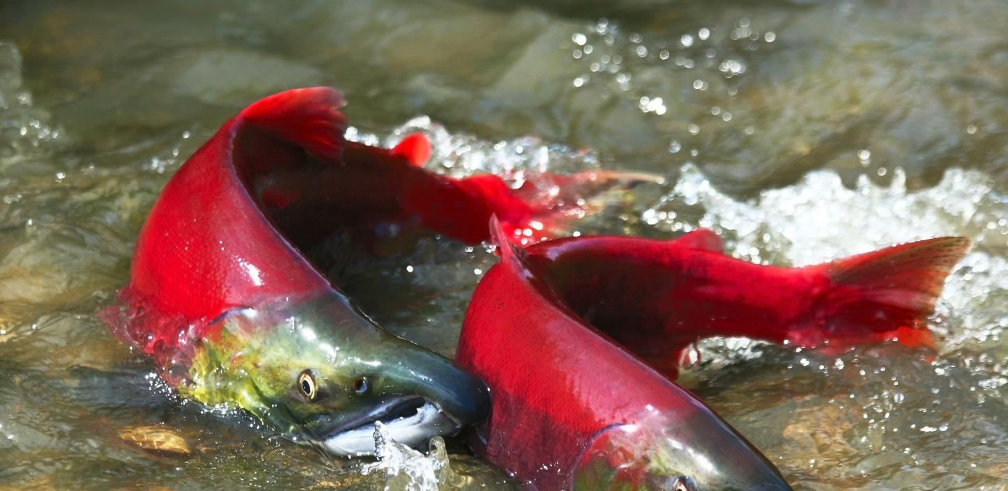 Sockeye salmon