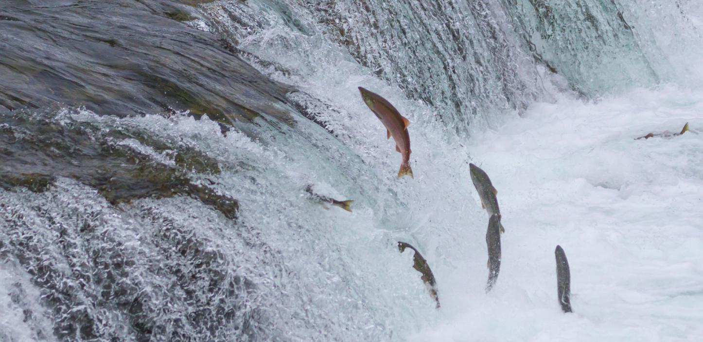 Sockeye salmon, Alaska