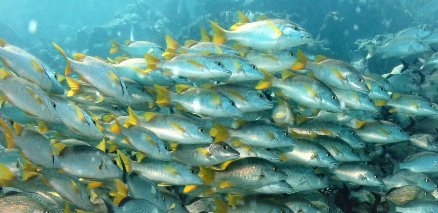 School of fish swimming