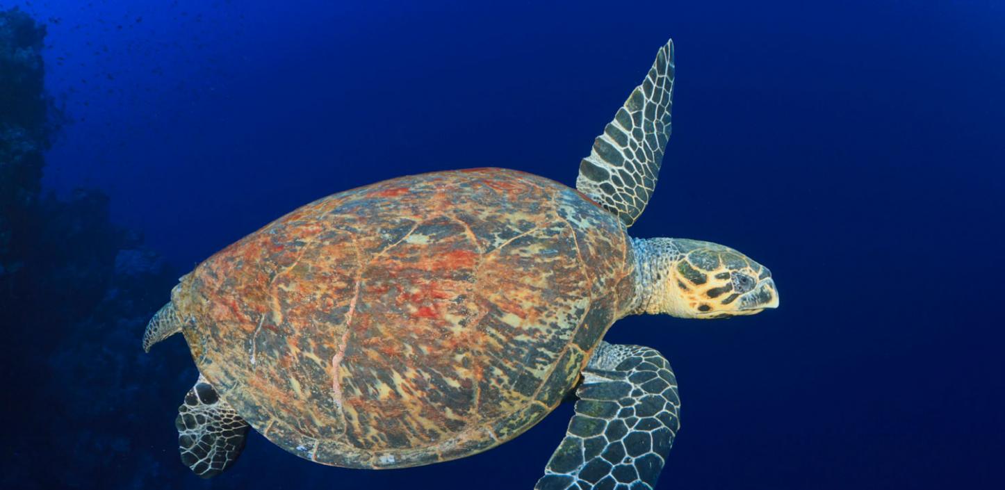 A hawksbill sea turtle swimming in the Gulf of Mexico