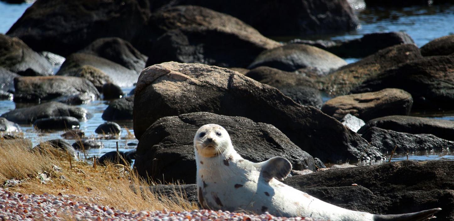 Harp seal, Long Island Sound