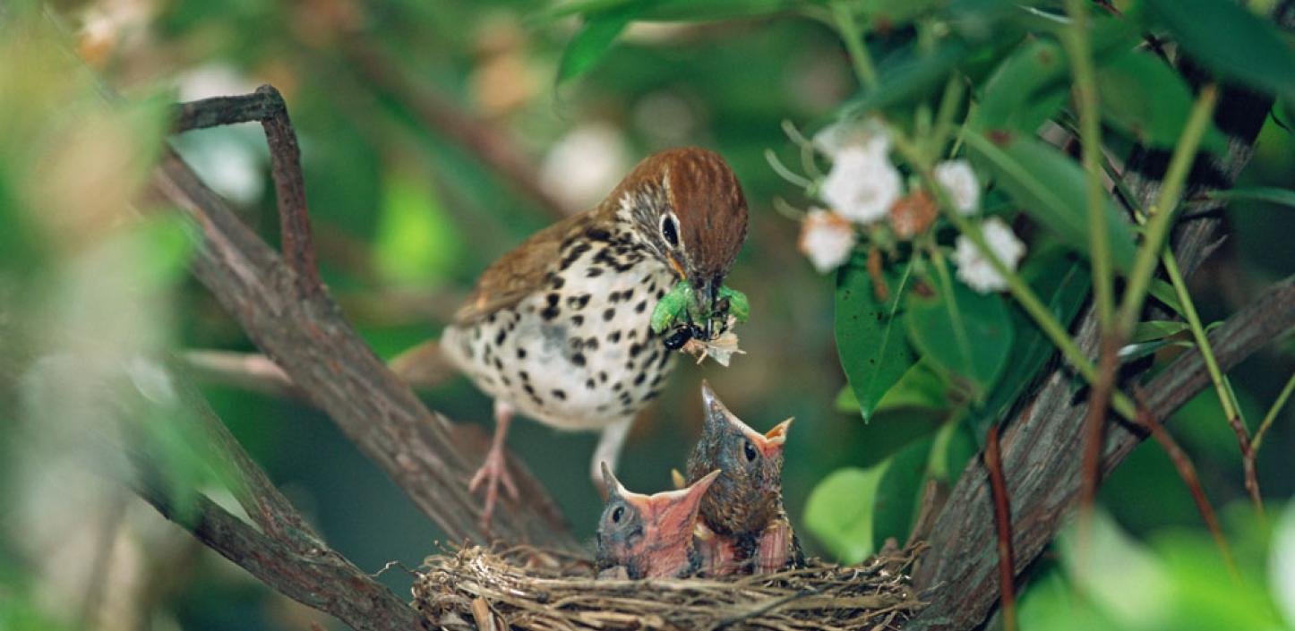 Wood thrush