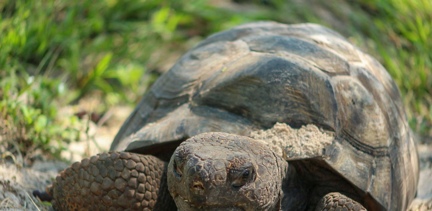 Gopher tortoise