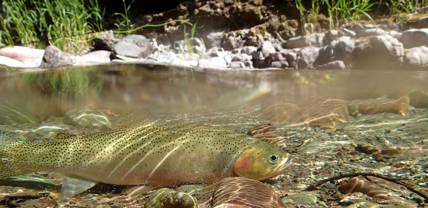 Cutthroat trout