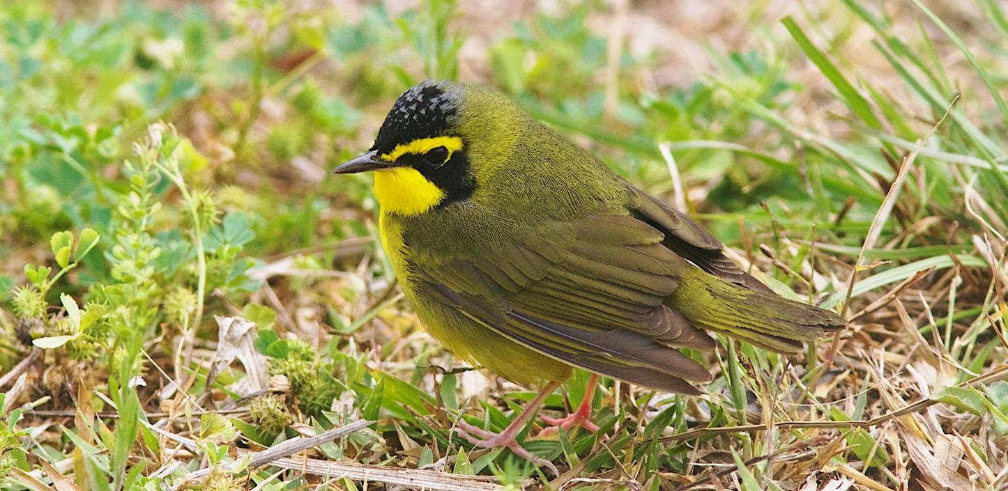 Kentucky warbler