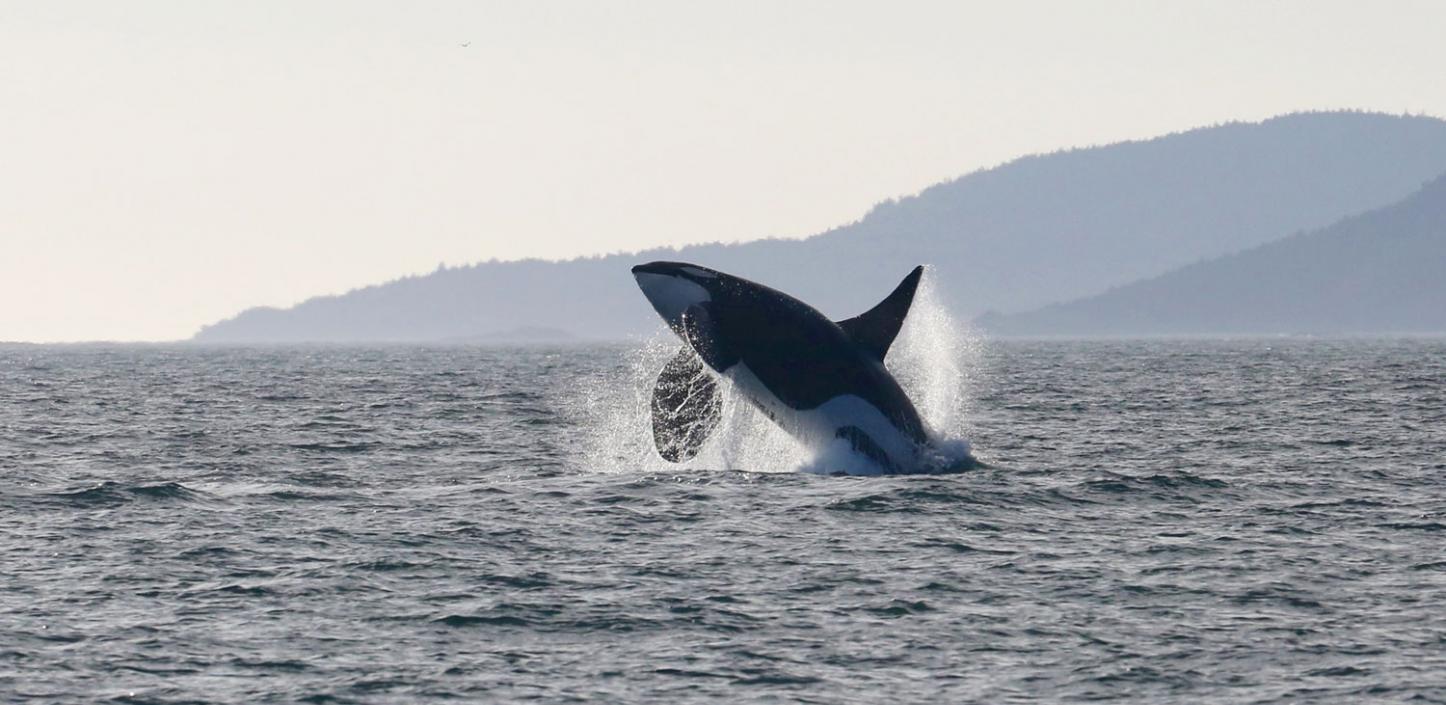 Southern Resident killer whale