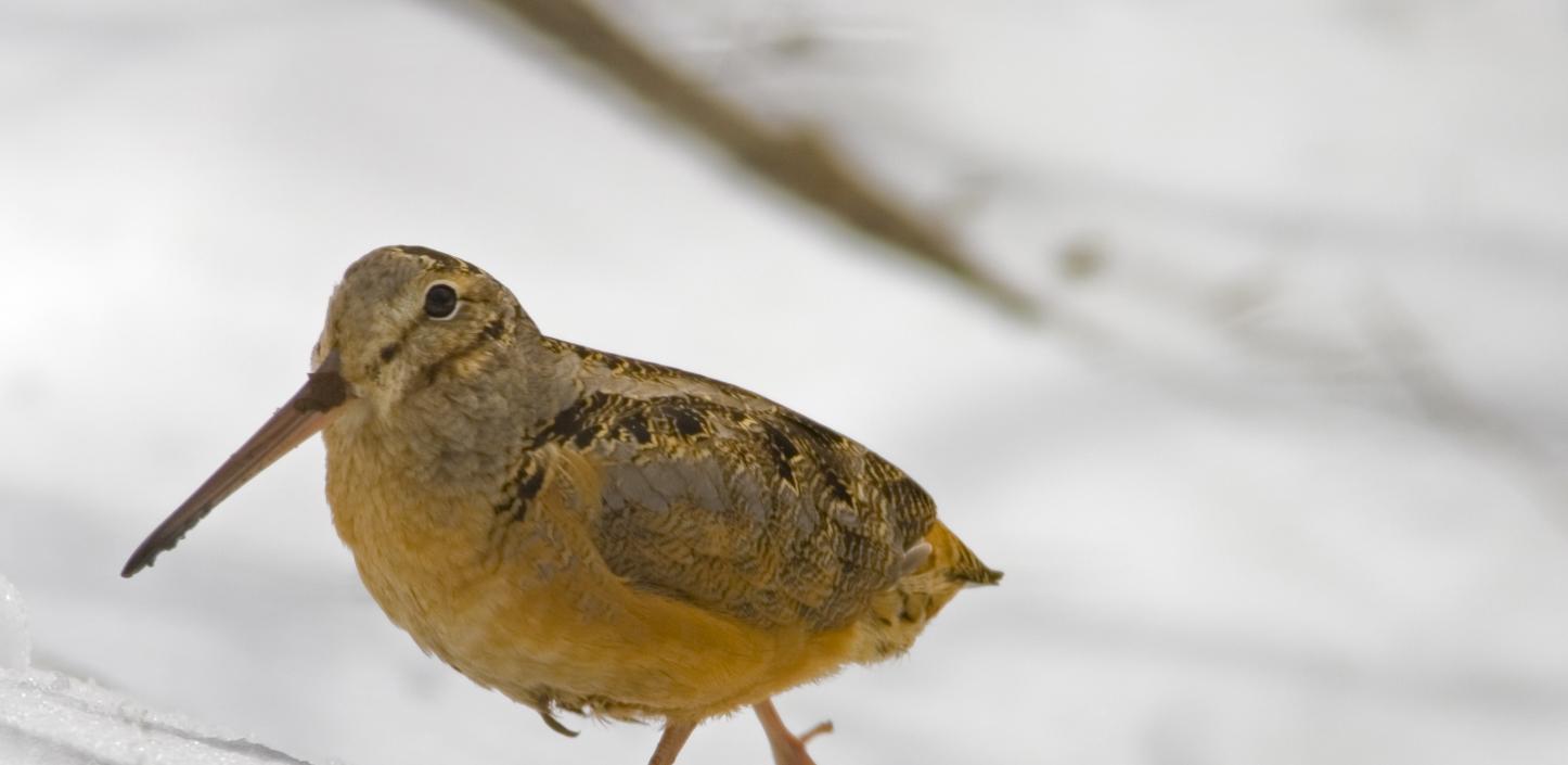 American woodcock