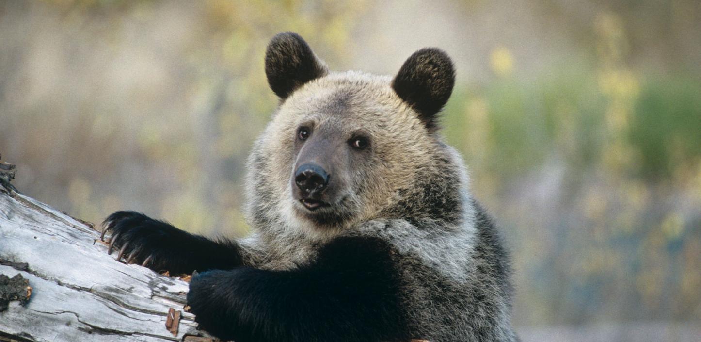 Young grizzly bear in Montana