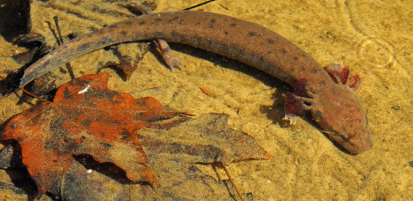 Black Warrior waterdog