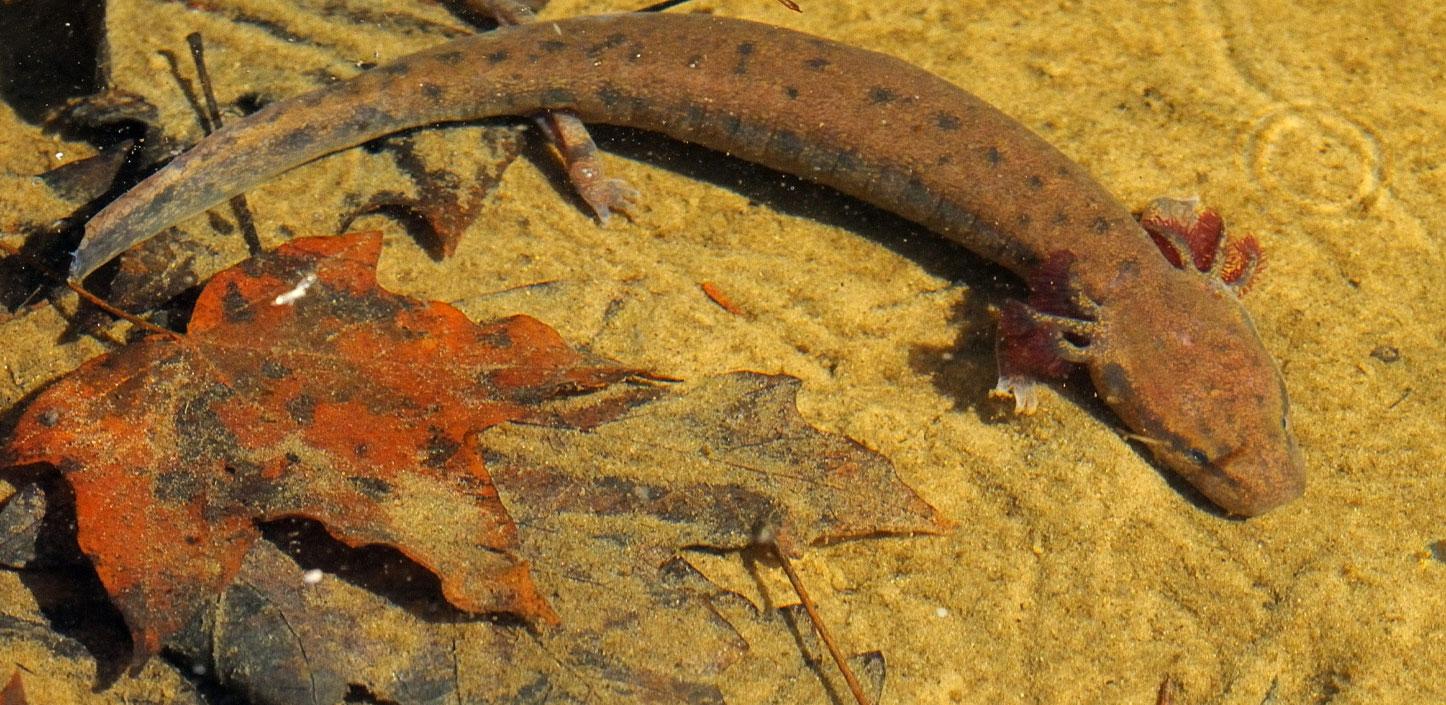 Black Warrior waterdog