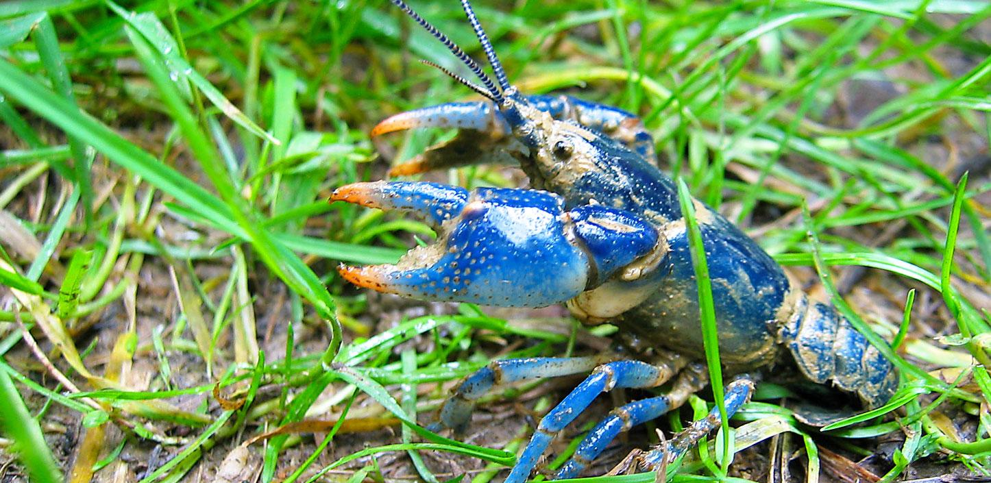 Conasauga Blue Burrower crayfish