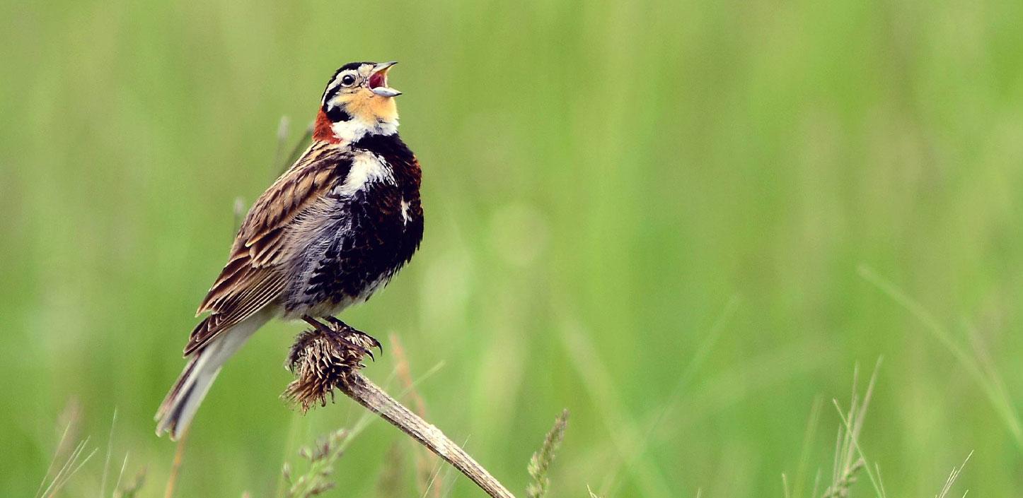 Chestnut-collared longspur