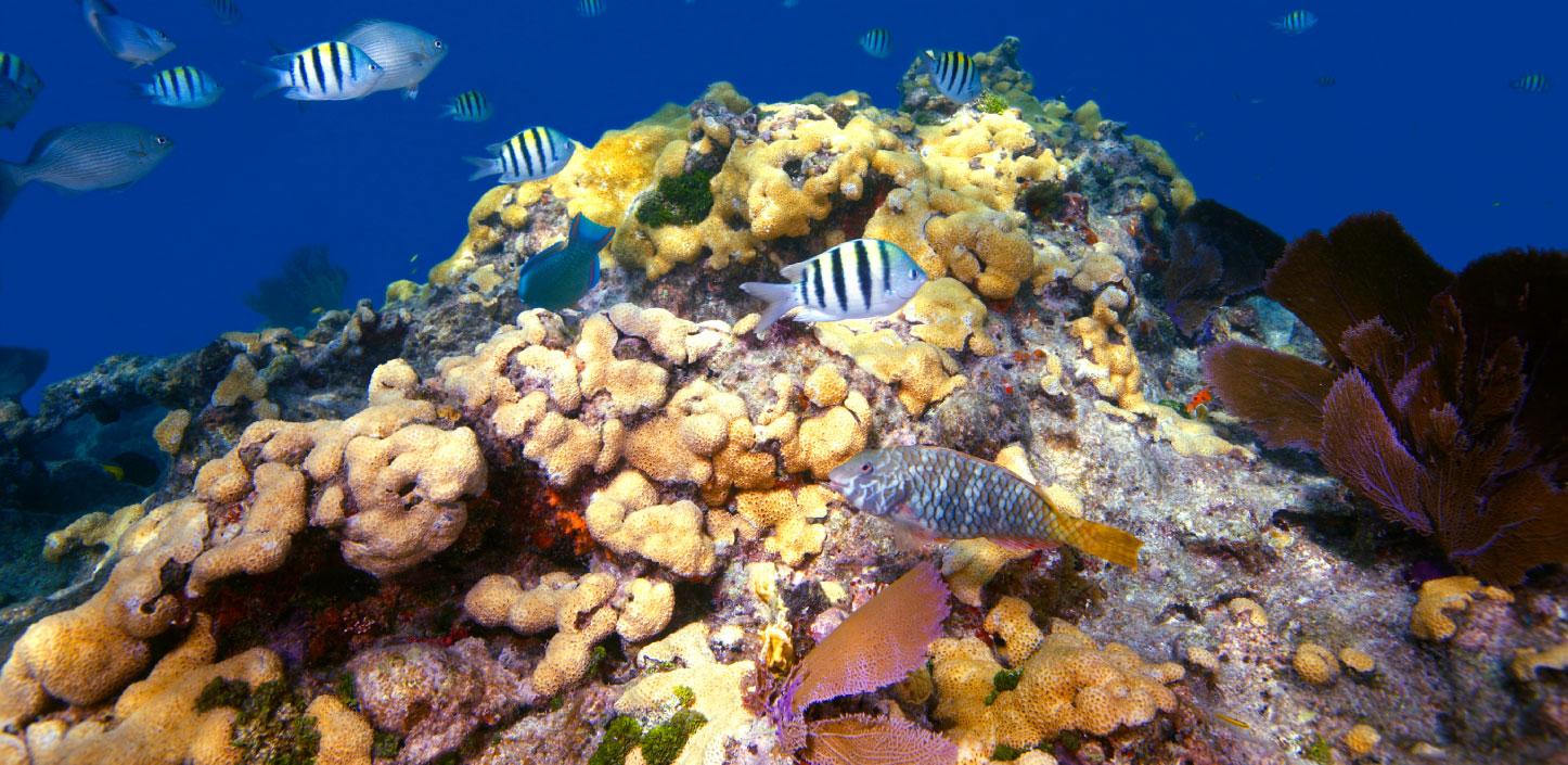 A coral reef in Florida