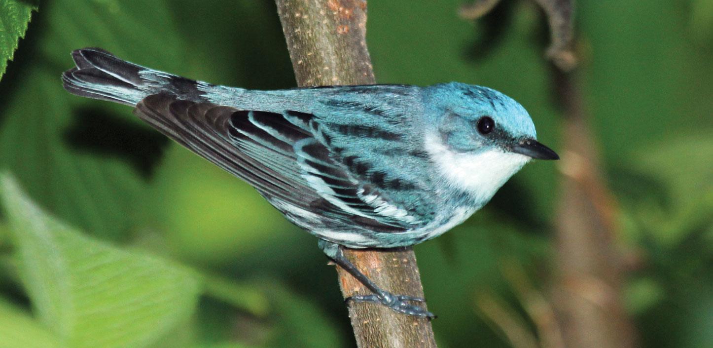 Cerulean warbler