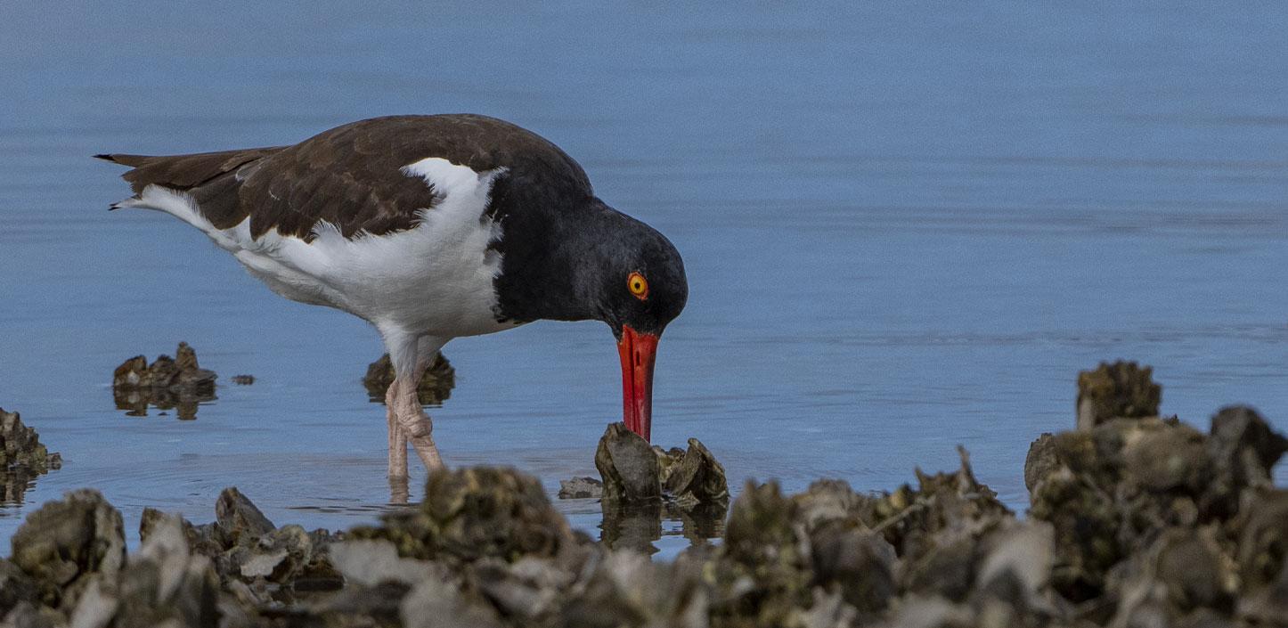 American oystercatcher