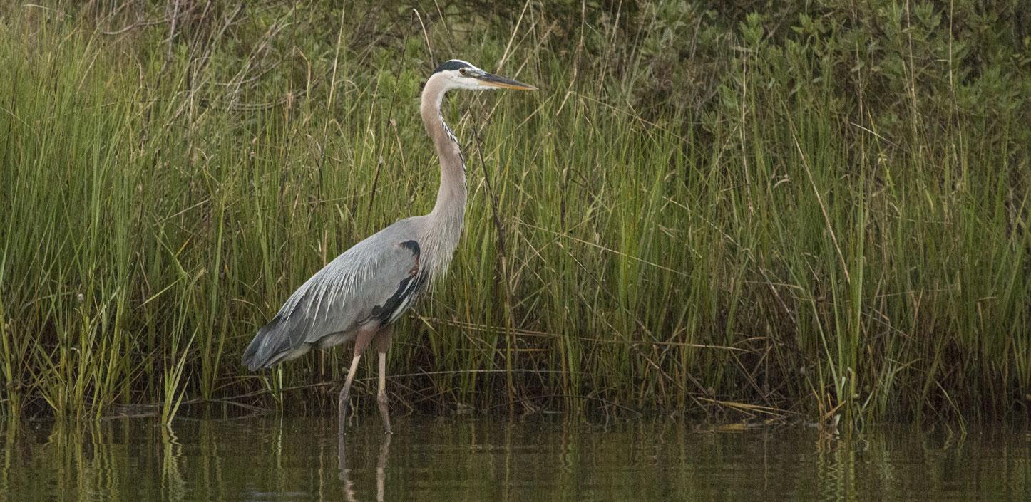 Great blue heron