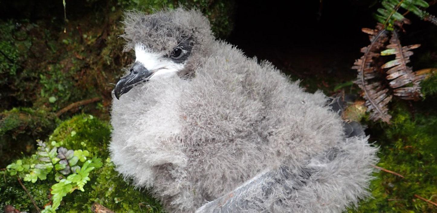 Hawaiian petrel chick