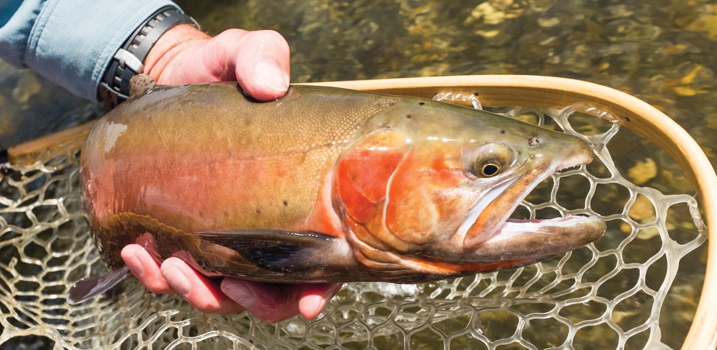 Lahontan cutthroat trout