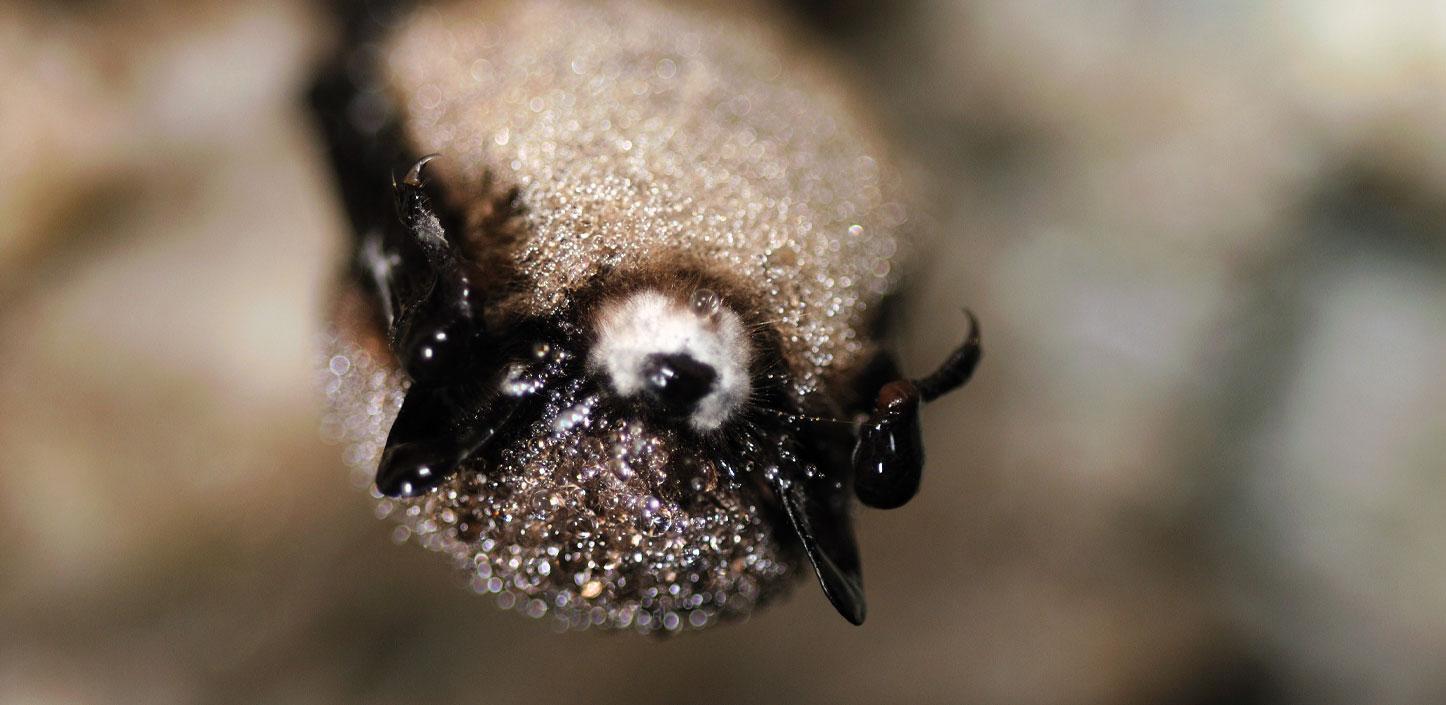 Little brown bat with white-nose syndrome