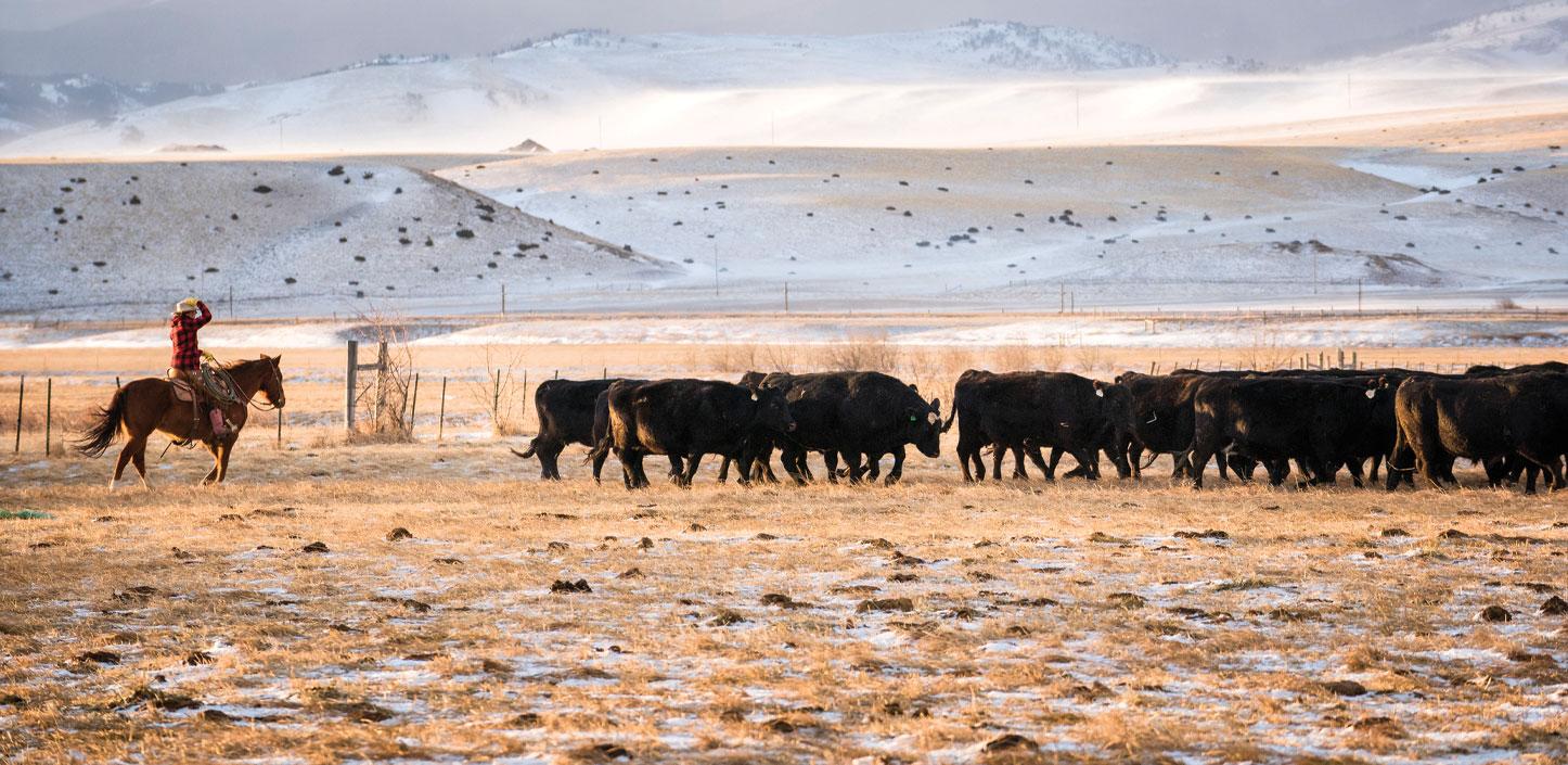 Rancher with cattle in Absaroka Mountains